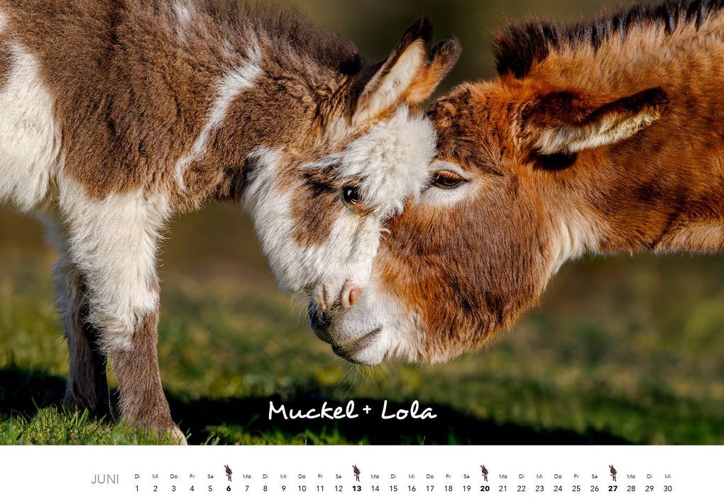 Weitere Ansicht: Esel Kalender 2027 | J.-L.;Hubert, M.-L. Klein