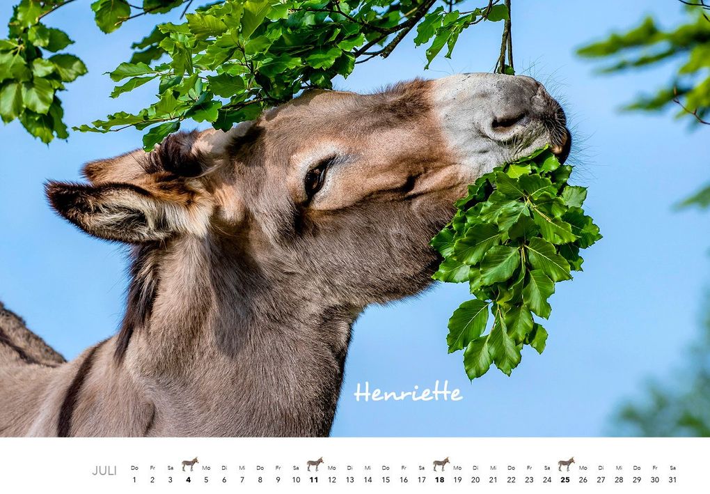 Weitere Ansicht: Esel Kalender 2027 | J.-L.;Hubert, M.-L. Klein