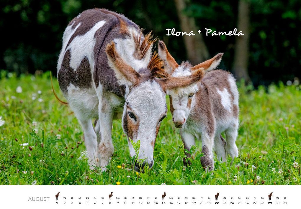 Weitere Ansicht: Esel Kalender 2027 | J.-L.;Hubert, M.-L. Klein