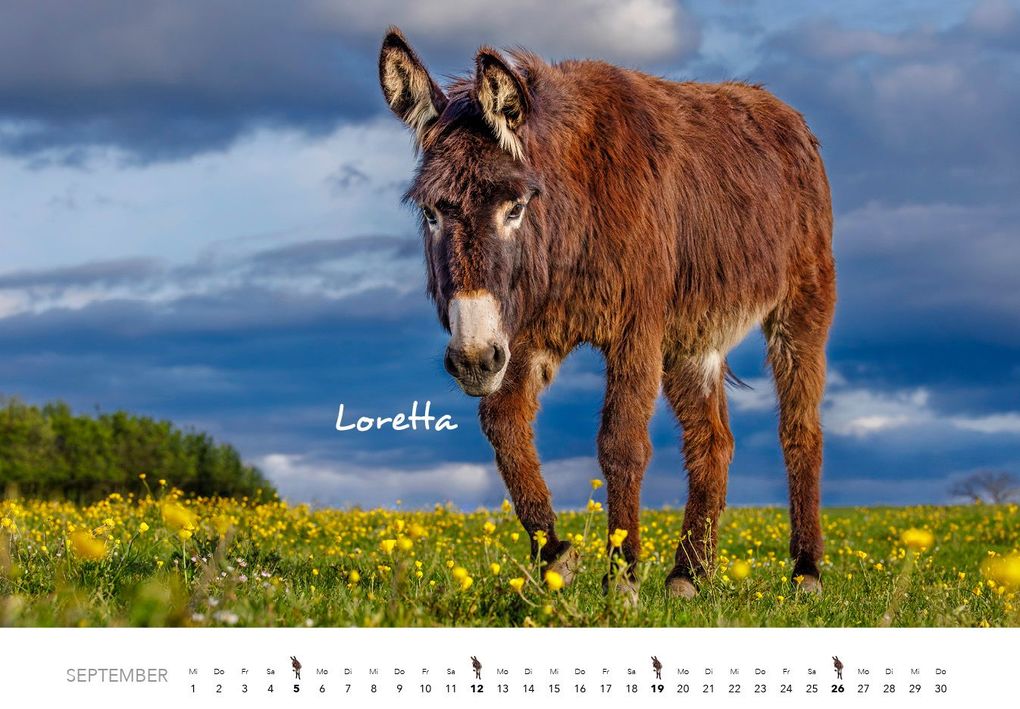 Weitere Ansicht: Esel Kalender 2027 | J.-L.;Hubert, M.-L. Klein