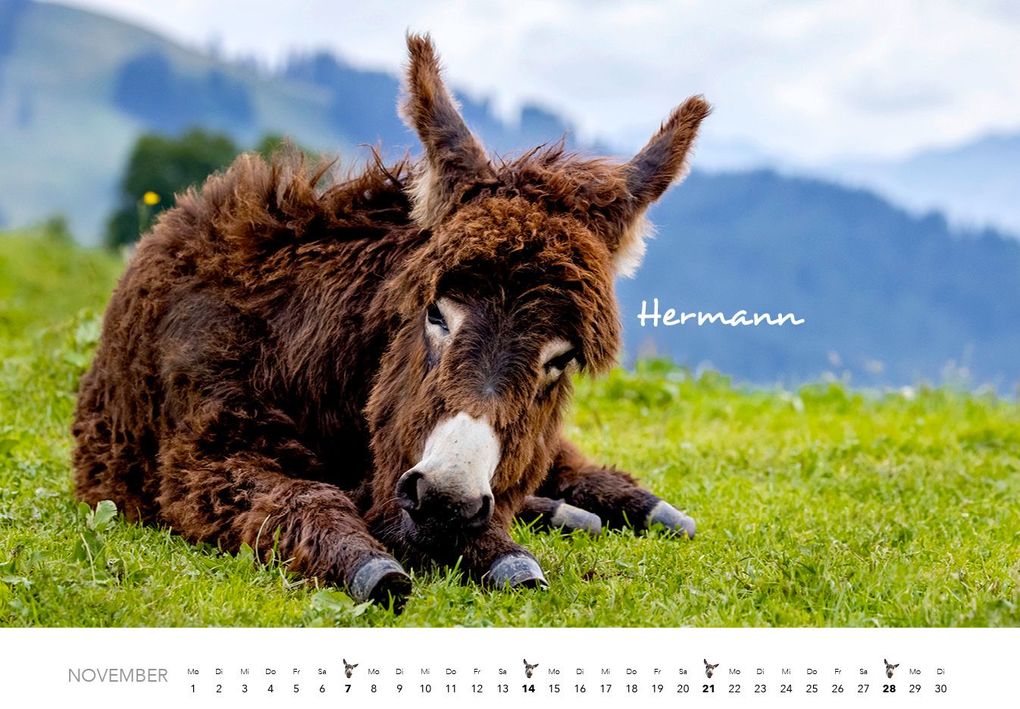 Weitere Ansicht: Esel Kalender 2027 | J.-L.;Hubert, M.-L. Klein