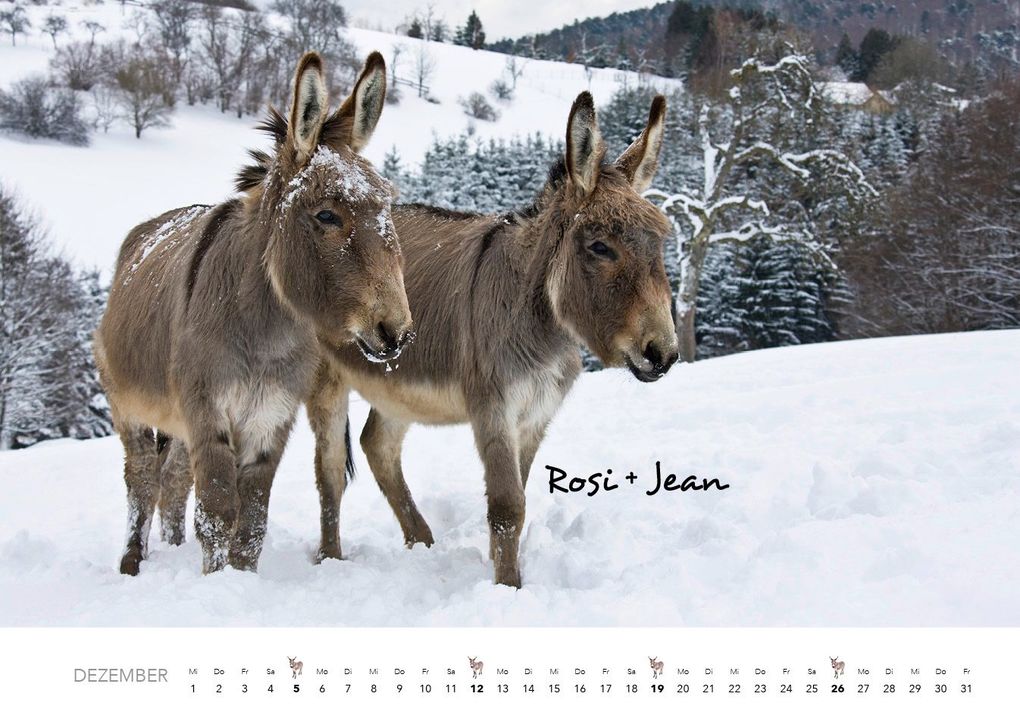 Weitere Ansicht: Esel Kalender 2027 | J.-L.;Hubert, M.-L. Klein