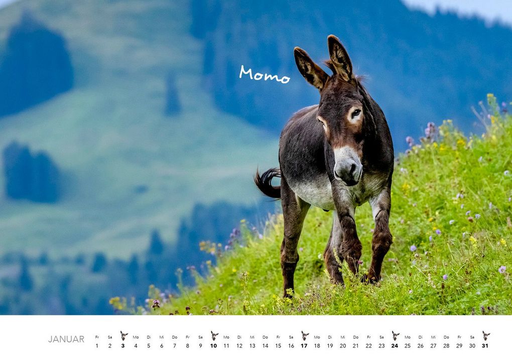 Weitere Ansicht: Esel Kalender 2027 | J.-L.;Hubert, M.-L. Klein