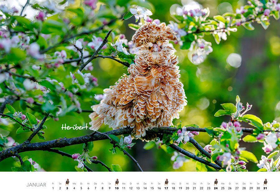 Weitere Ansicht: Hühner Kalender 2027 | J.-L.;Hubert, M.-L. Klein