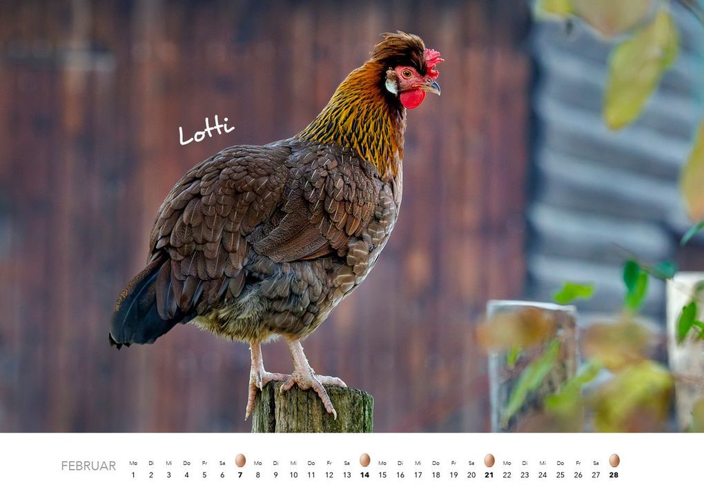 Weitere Ansicht: Hühner Kalender 2027 | J.-L.;Hubert, M.-L. Klein