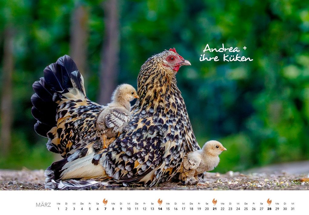 Weitere Ansicht: Hühner Kalender 2027 | J.-L.;Hubert, M.-L. Klein