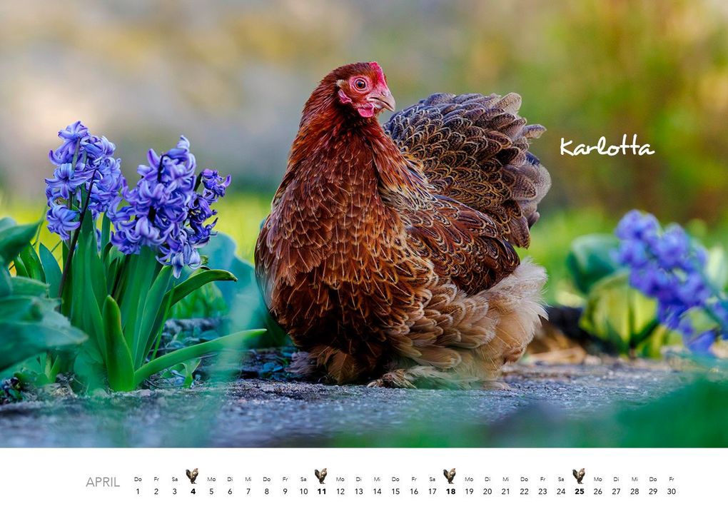 Weitere Ansicht: Hühner Kalender 2027 | J.-L.;Hubert, M.-L. Klein