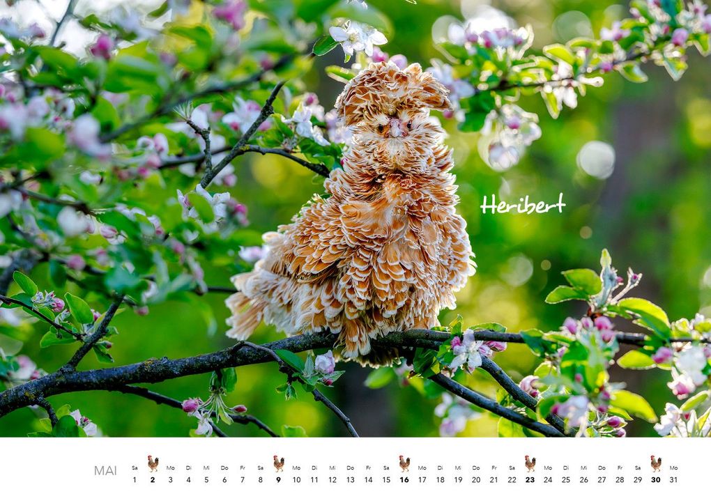 Weitere Ansicht: Hühner Kalender 2027 | J.-L.;Hubert, M.-L. Klein