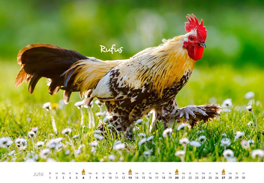 Weitere Ansicht: Hühner Kalender 2027 | J.-L.;Hubert, M.-L. Klein