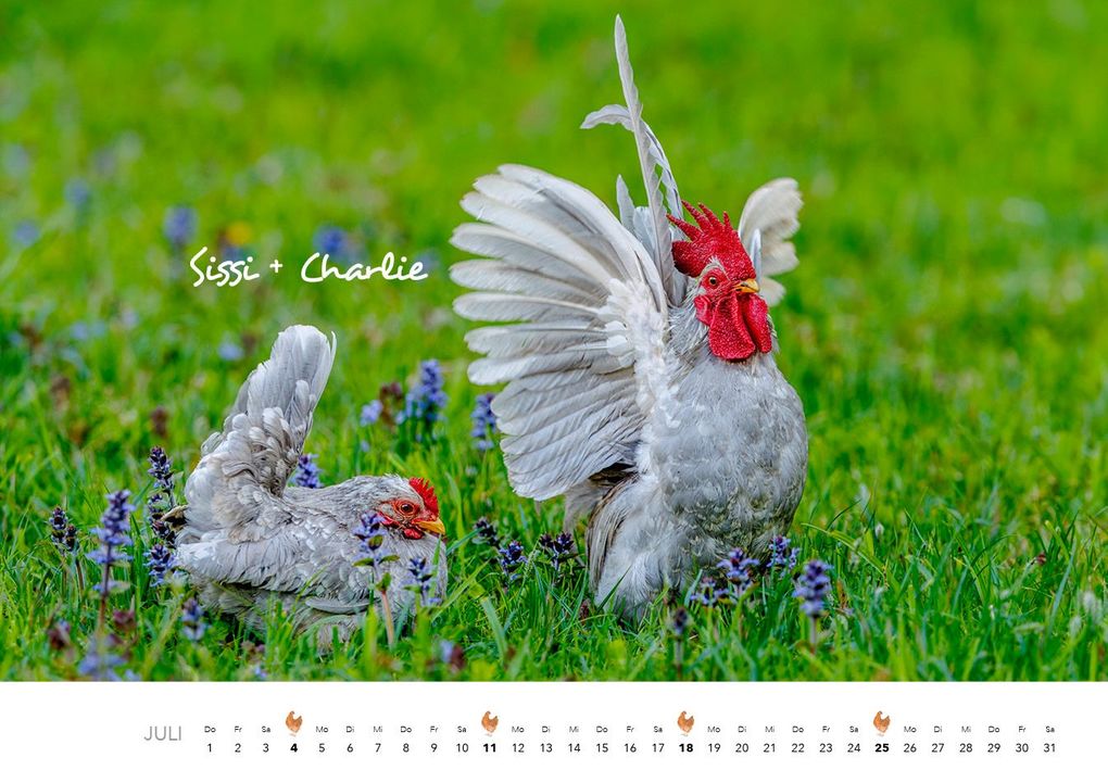 Weitere Ansicht: Hühner Kalender 2027 | J.-L.;Hubert, M.-L. Klein