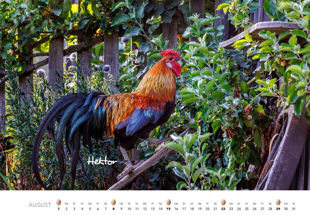 Weitere Ansicht: Hühner Kalender 2027 | J.-L.;Hubert, M.-L. Klein