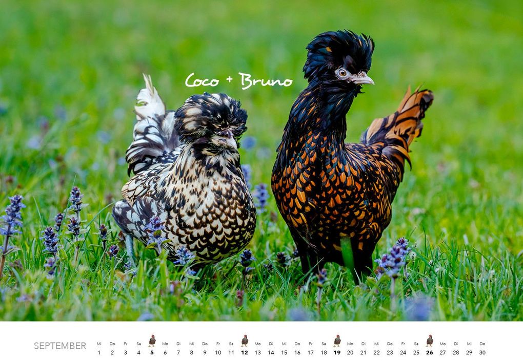 Weitere Ansicht: Hühner Kalender 2027 | J.-L.;Hubert, M.-L. Klein