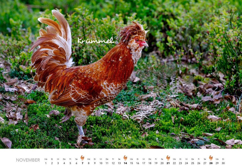 Weitere Ansicht: Hühner Kalender 2027 | J.-L.;Hubert, M.-L. Klein