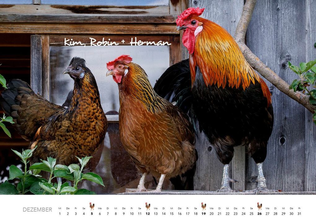 Weitere Ansicht: Hühner Kalender 2027 | J.-L.;Hubert, M.-L. Klein