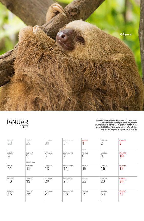 Weitere Ansicht: Faultiere Kalender 2027 Eintragkalender