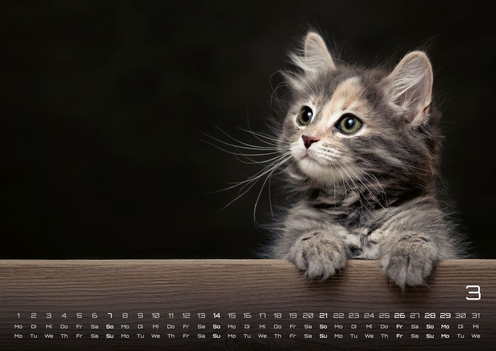 Weitere Ansicht: Miau Kids - kleine Tiger ganz groß - Der Katzenkalender - 2027 - Kalender DIN A2