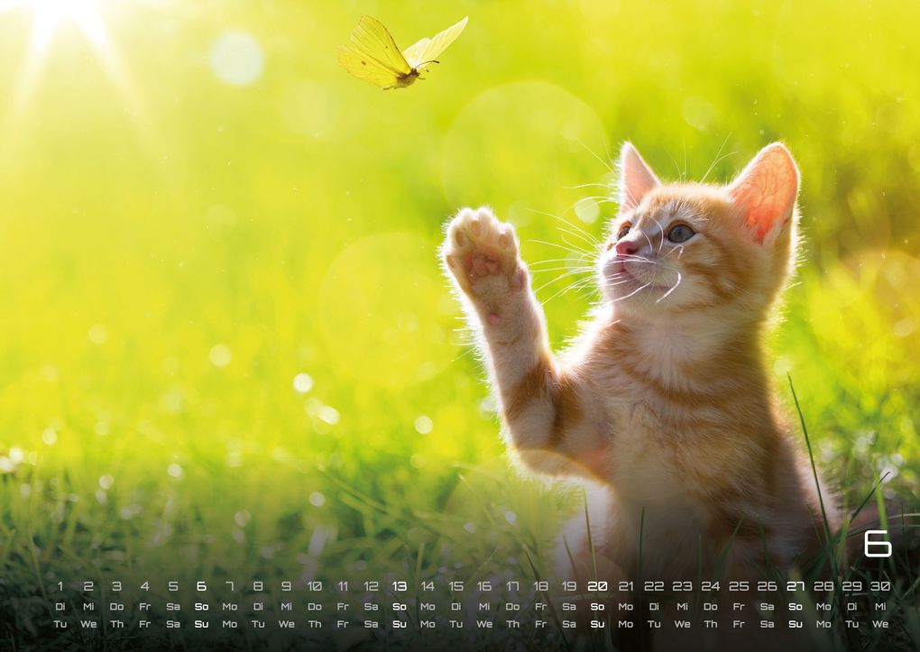 Weitere Ansicht: Miau Kids - kleine Tiger ganz groß - Der Katzenkalender - 2027 - Kalender DIN A2