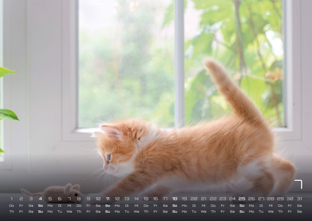 Weitere Ansicht: Miau Kids - kleine Tiger ganz groß - Der Katzenkalender - 2027 - Kalender DIN A2