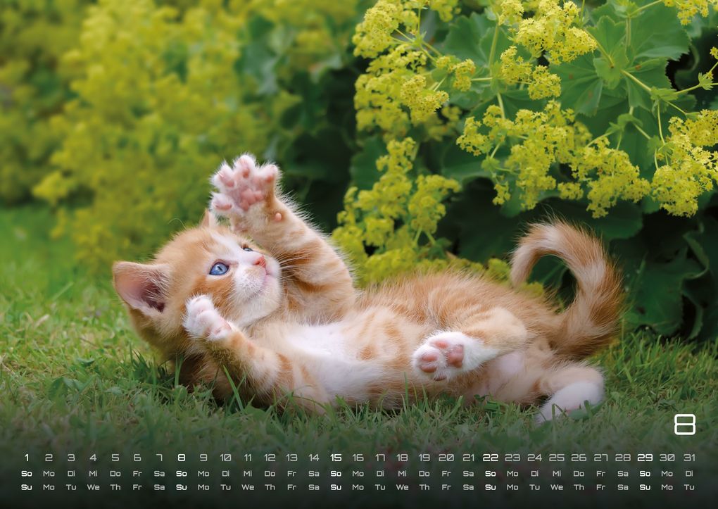 Weitere Ansicht: Miau Kids - kleine Tiger ganz groß - Der Katzenkalender - 2027 - Kalender DIN A2