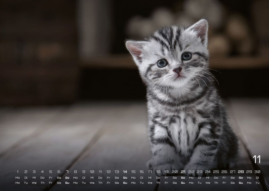 Weitere Ansicht: Miau Kids - kleine Tiger ganz groß - Der Katzenkalender - 2027 - Kalender DIN A2