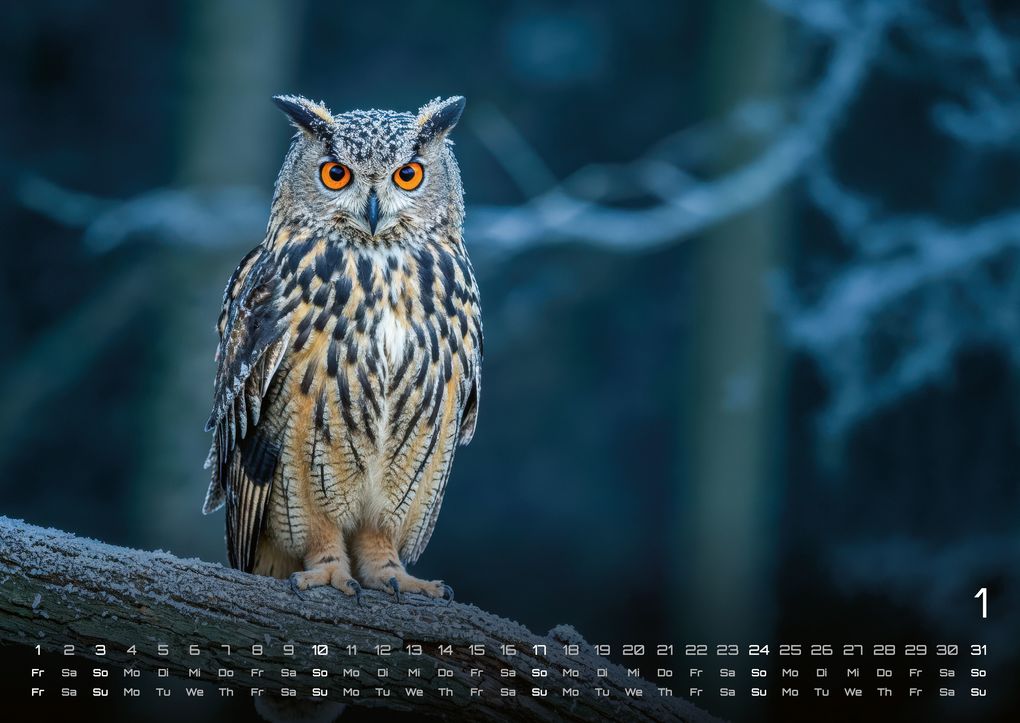 Weitere Ansicht: Eulen - Wächter der Nacht - 2027 - Kalender DIN A2