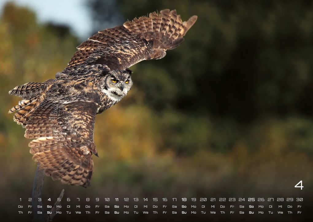 Weitere Ansicht: Eulen - Wächter der Nacht - 2027 - Kalender DIN A2