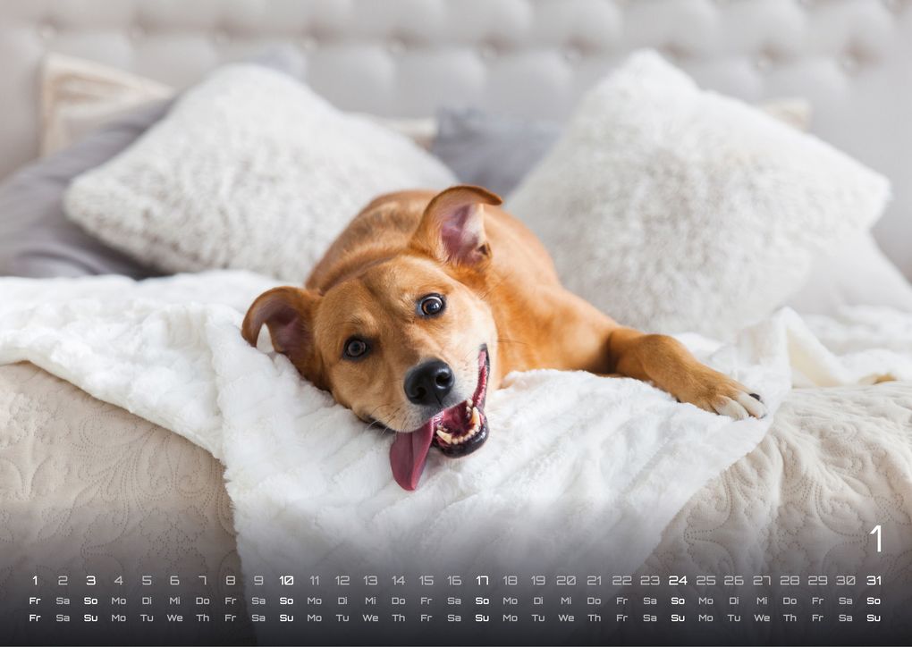 Weitere Ansicht: Wuff - Unsere Vierbeiner - Der Hundekalender - 2027 - Kalender DIN A3