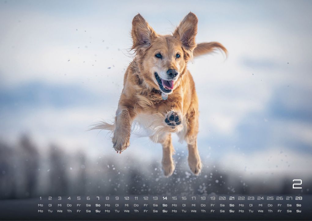 Weitere Ansicht: Wuff - Unsere Vierbeiner - Der Hundekalender - 2027 - Kalender DIN A3