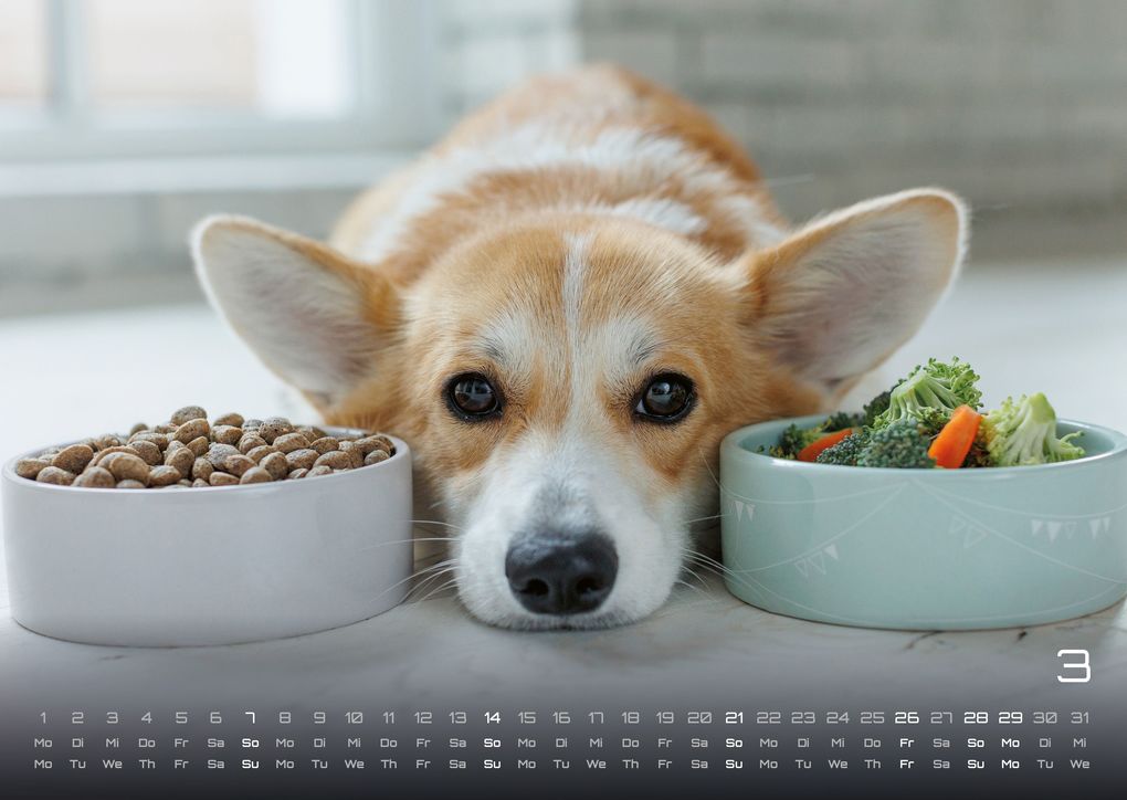 Weitere Ansicht: Wuff - Unsere Vierbeiner - Der Hundekalender - 2027 - Kalender DIN A3
