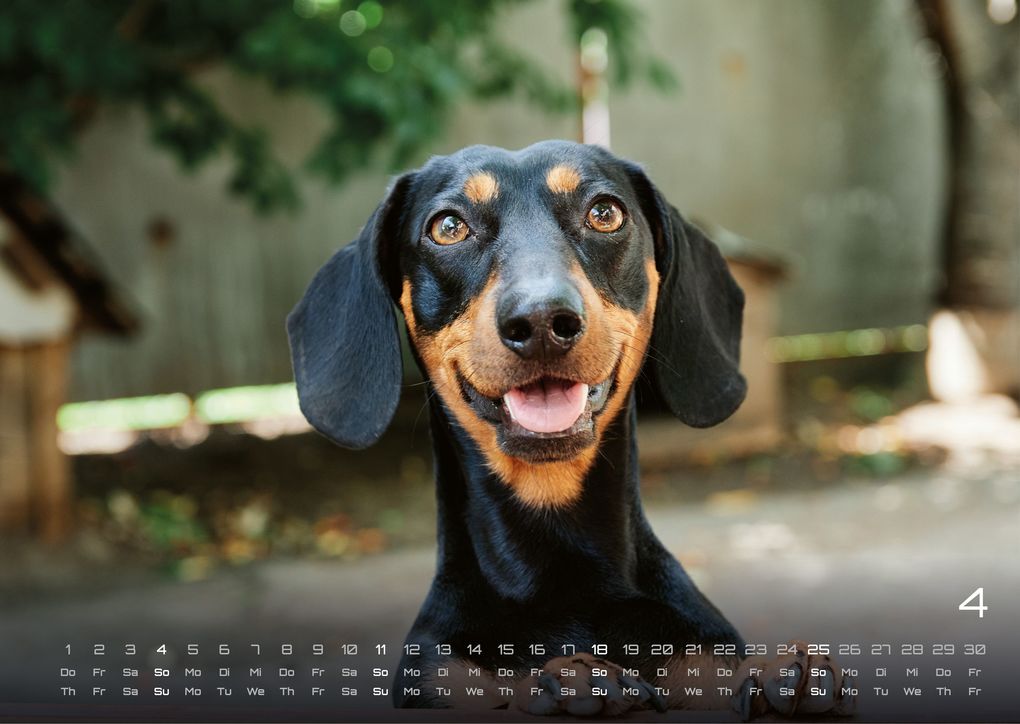 Weitere Ansicht: Wuff - Unsere Vierbeiner - Der Hundekalender - 2027 - Kalender DIN A3