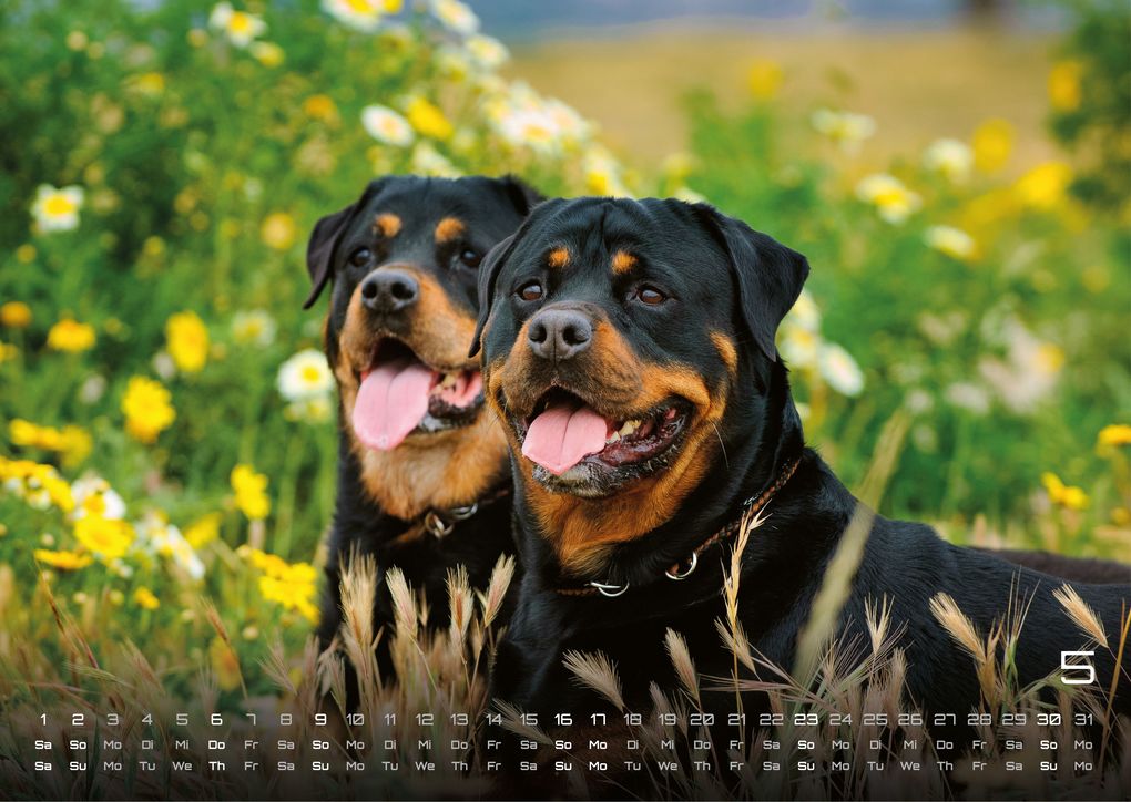 Weitere Ansicht: Wuff - Unsere Vierbeiner - Der Hundekalender - 2027 - Kalender DIN A3