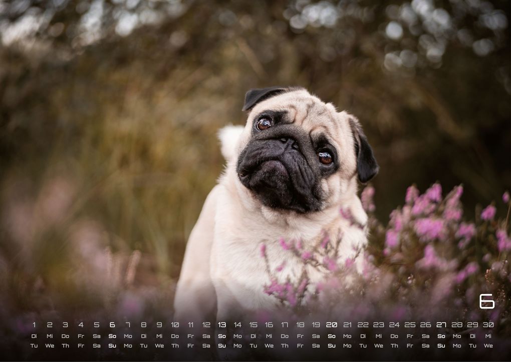 Weitere Ansicht: Wuff - Unsere Vierbeiner - Der Hundekalender - 2027 - Kalender DIN A3