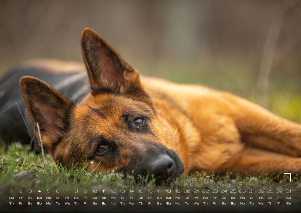 Weitere Ansicht: Wuff - Unsere Vierbeiner - Der Hundekalender - 2027 - Kalender DIN A3