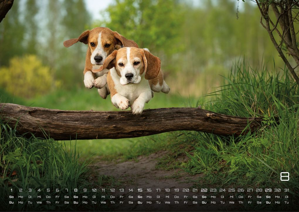 Weitere Ansicht: Wuff - Unsere Vierbeiner - Der Hundekalender - 2027 - Kalender DIN A3