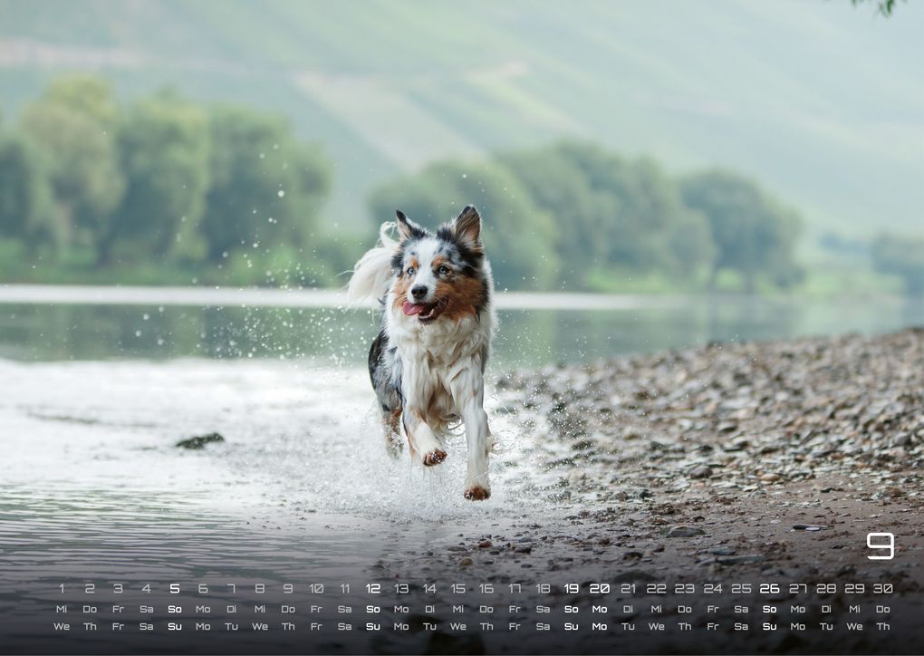 Weitere Ansicht: Wuff - Unsere Vierbeiner - Der Hundekalender - 2027 - Kalender DIN A3