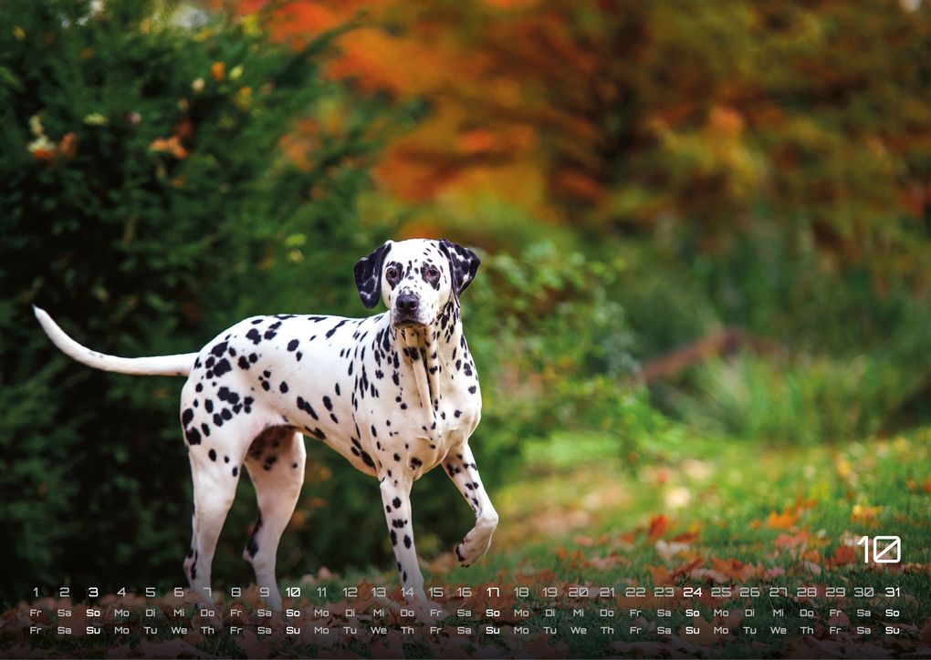 Weitere Ansicht: Wuff - Unsere Vierbeiner - Der Hundekalender - 2027 - Kalender DIN A3