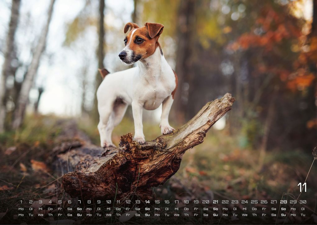 Weitere Ansicht: Wuff - Unsere Vierbeiner - Der Hundekalender - 2027 - Kalender DIN A3