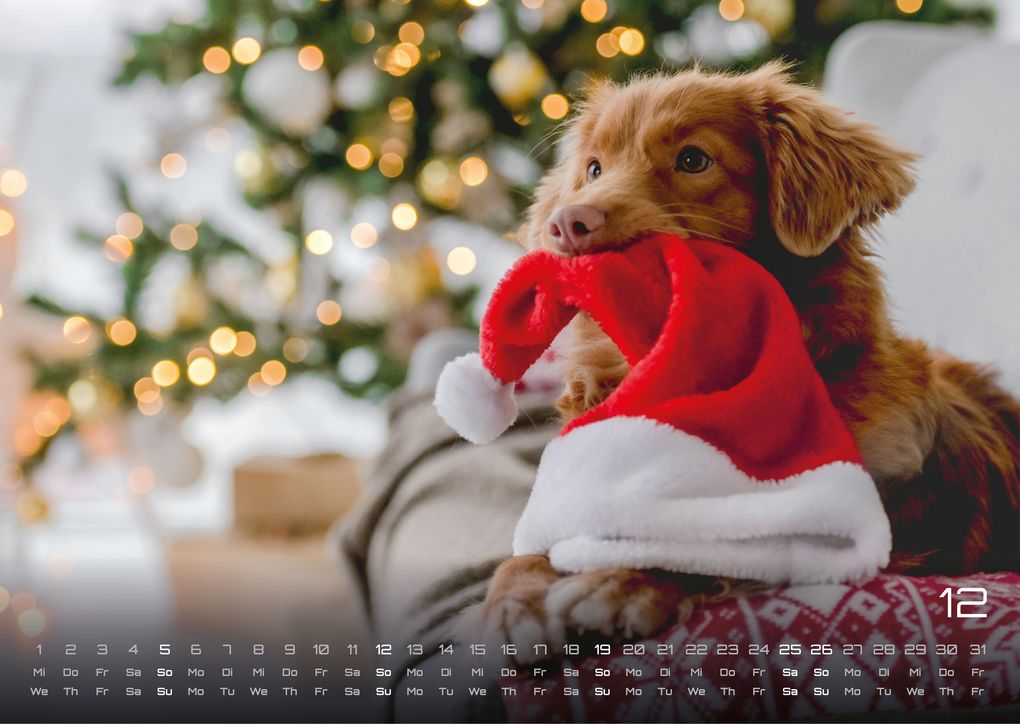 Weitere Ansicht: Wuff - Unsere Vierbeiner - Der Hundekalender - 2027 - Kalender DIN A3