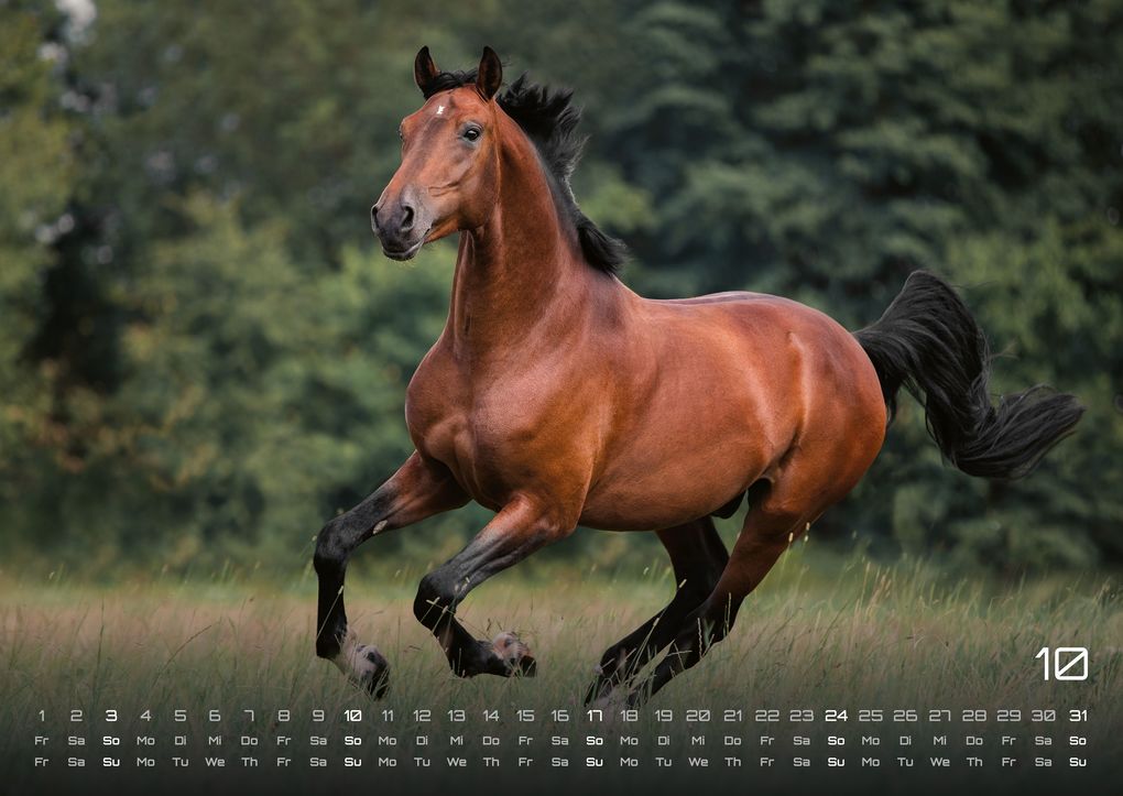 Weitere Ansicht: Pferdegeflüster - Der Pferdekalender - 2027 - Kalender DIN A2