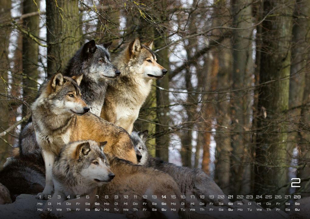 Weitere Ansicht: Wolf - Im Schatten des Waldes - 2027 - Kalender DIN A2