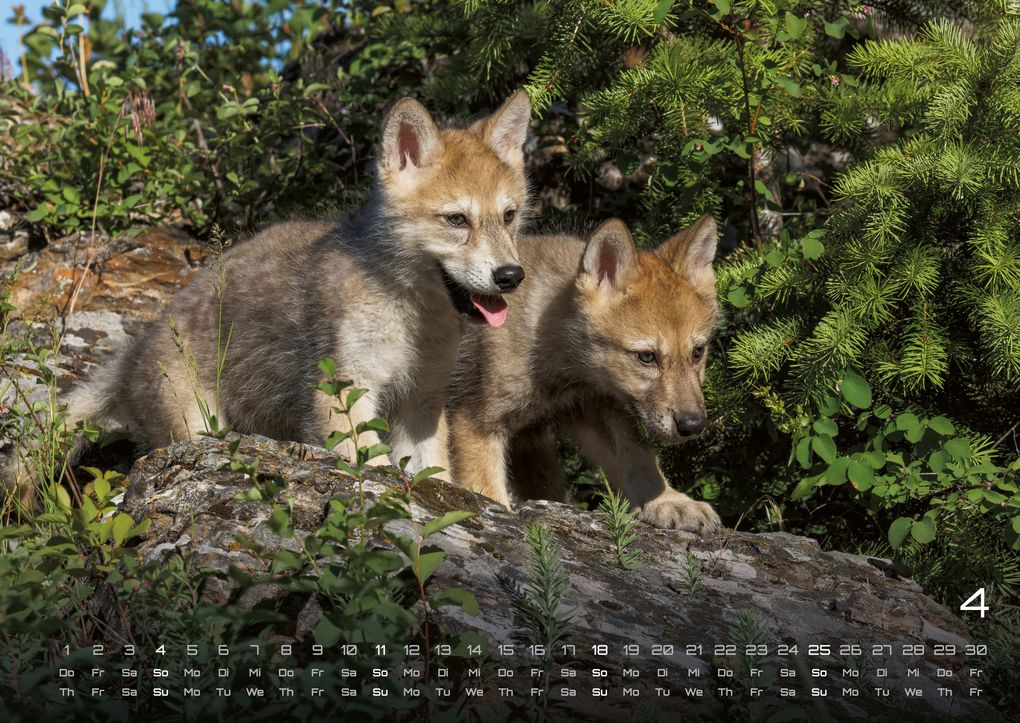 Weitere Ansicht: Wolf - Im Schatten des Waldes - 2027 - Kalender DIN A2