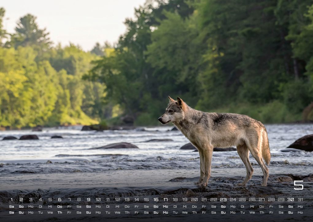 Weitere Ansicht: Wolf - Im Schatten des Waldes - 2027 - Kalender DIN A2