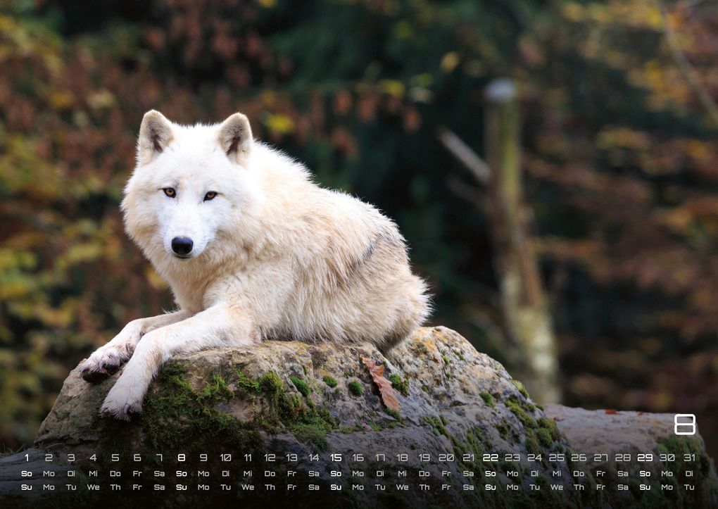 Weitere Ansicht: Wolf - Im Schatten des Waldes - 2027 - Kalender DIN A2