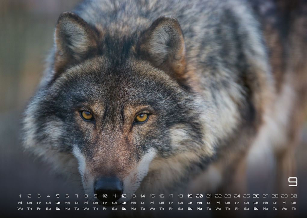 Weitere Ansicht: Wolf - Im Schatten des Waldes - 2027 - Kalender DIN A2