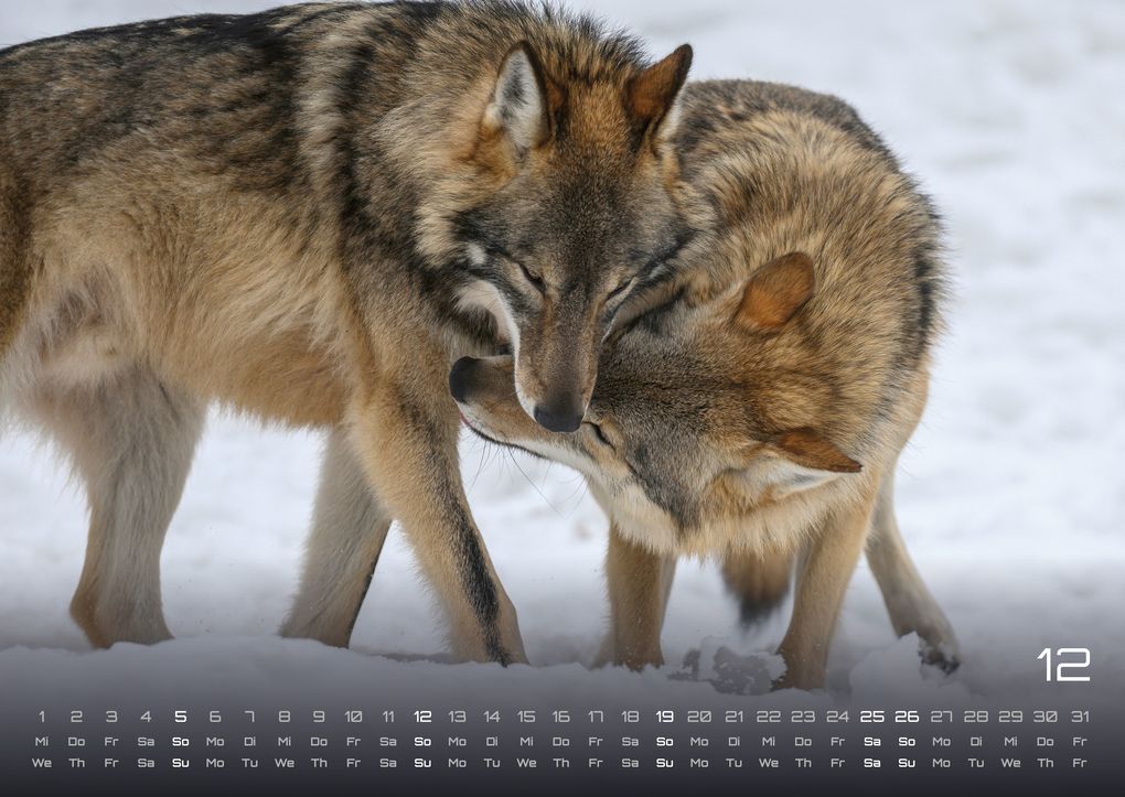 Weitere Ansicht: Wolf - Im Schatten des Waldes - 2027 - Kalender DIN A2