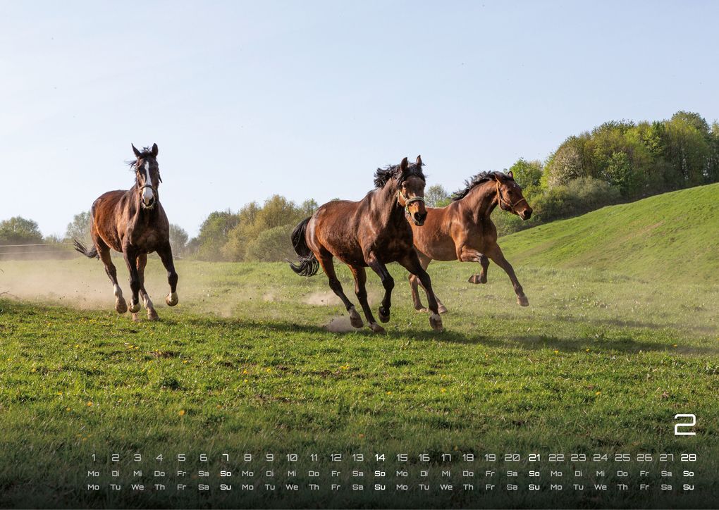 Weitere Ansicht: Pferdegeflüster - Der Pferdekalender - 2027 - Kalender DIN A3