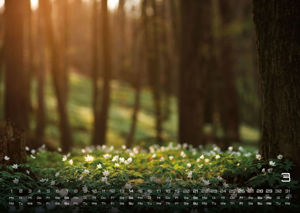 Weitere Ansicht: Wald - Erholung für Mensch und Tier - 2027 - Kalender DIN A3