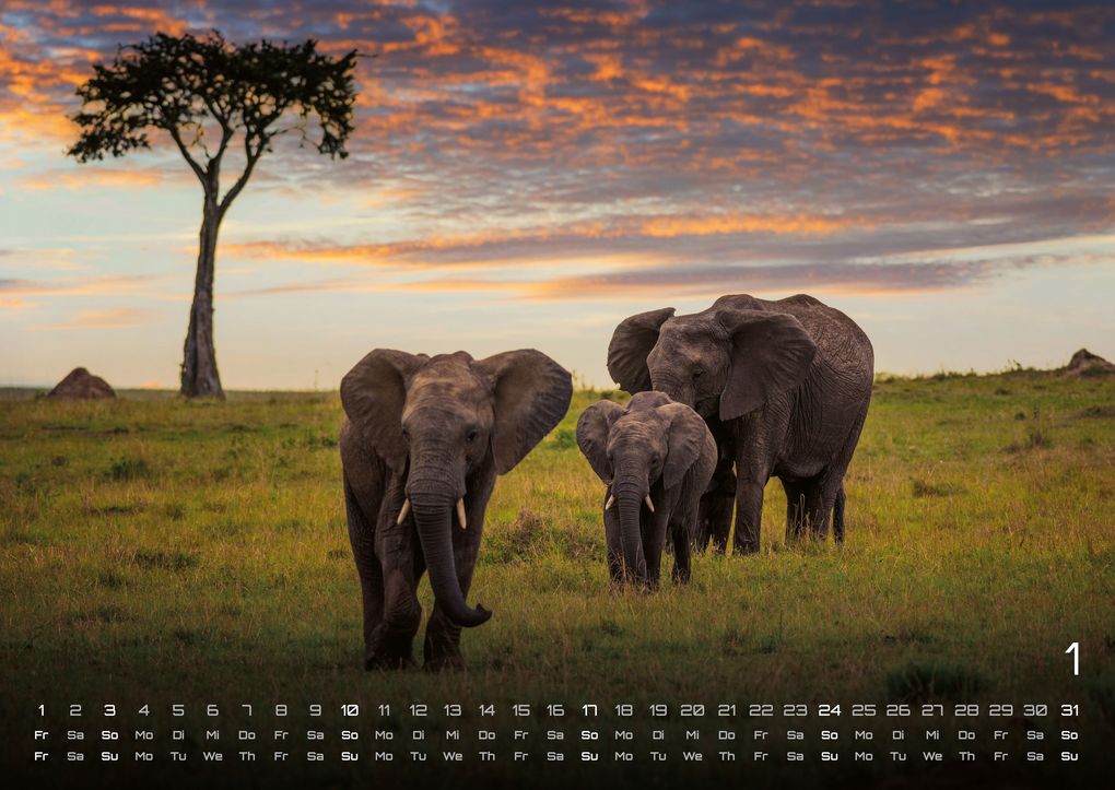 Weitere Ansicht: Afrikas Tierwelt - Der Tierkalender - 2027 - Kalender DIN A2