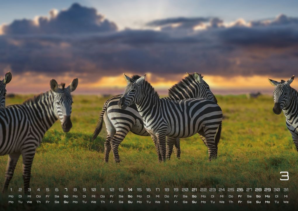 Weitere Ansicht: Afrikas Tierwelt - Der Tierkalender - 2027 - Kalender DIN A2