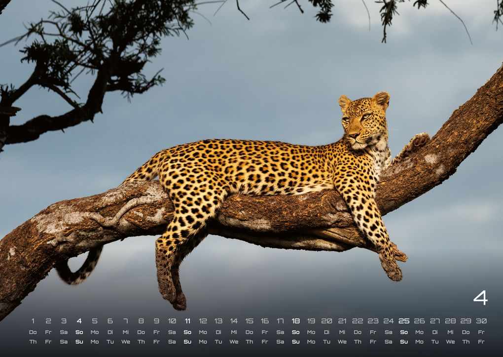 Weitere Ansicht: Afrikas Tierwelt - Der Tierkalender - 2027 - Kalender DIN A2